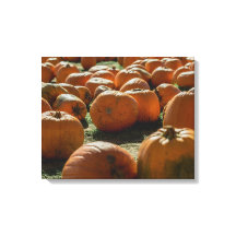 Kürbis zu Halloween
