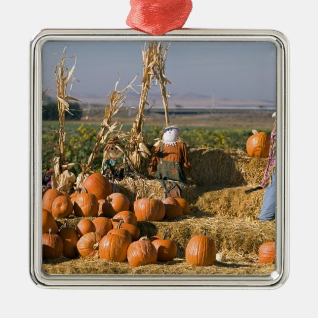 Kürbisanzeige mit Heuballen und Vogelscheuchen Silbernes Ornament (Vorne)