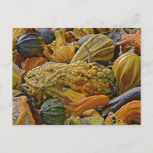 Kürbisart Postkarte