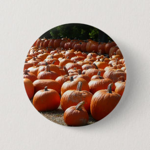 Kürbisfeld Herbsternte Fotografie Button