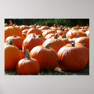 Kürbisfoto für Herbst, Halloween oder Erntedankfes Poster