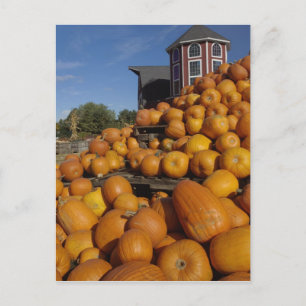 Kürbisse auf dem Bauernhof im Herbst in der Nähe v Postkarte