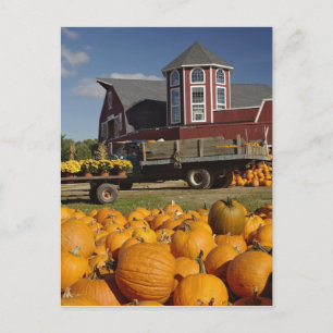Kürbisse auf einem Bauernhof im Herbst nahe Concor Postkarte