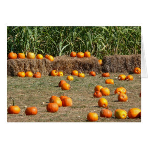 Kürbisse, Mais und Heu Herbst Ernte Fotografie