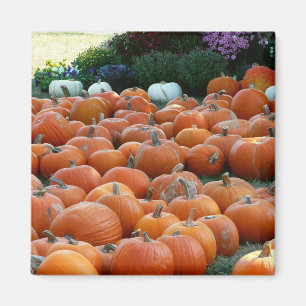 Kürbisse und Chrysanthemen Herbst-Ernte-Fotografie Magnet