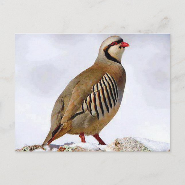 Kurdisch Partridge Postcard Postkarte (Vorderseite)