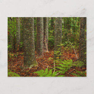 Kuri-Bäume   Neuseeland Postkarte