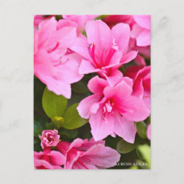 Kurume Azalea Postkarte