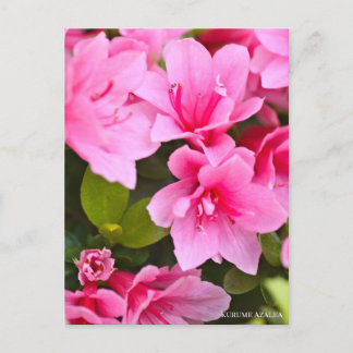 Kurume Azalea Postkarte