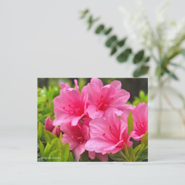 Kurume Azalea Postkarte (Stehend Vorderseite)