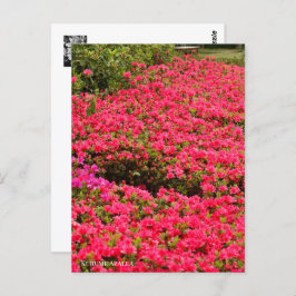 Kurume Azalea Postkarte