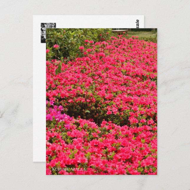 Kurume Azalea Postkarte (Vorne/Hinten)