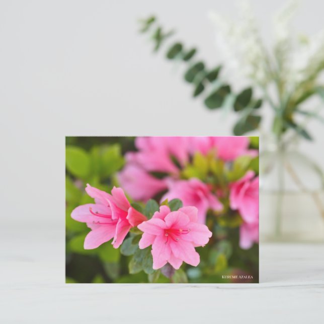 Kurume Azalea Postkarte (Stehend Vorderseite)