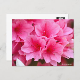 Kurume Azalea Postkarte