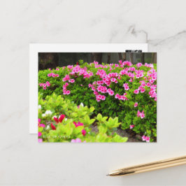Kurume Azalea Postkarte