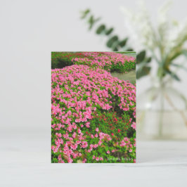 Kurume Azalea Postkarte