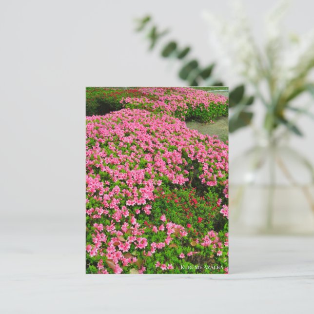 Kurume Azalea Postkarte (Stehend Vorderseite)