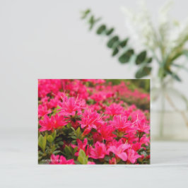 Kurume Azalea Postkarte