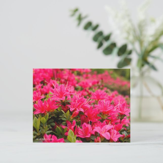 Kurume Azalea Postkarte (Stehend Vorderseite)