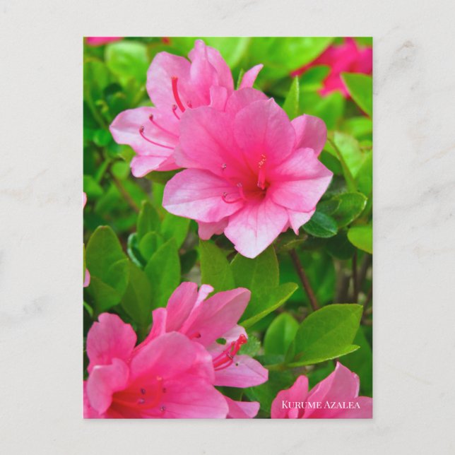 Kurume Azalea Postkarte (Vorderseite)