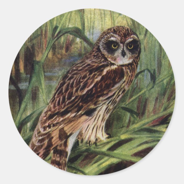 Kurz gezüchtetes Owl in Feuchtgebieten Runder Aufkleber (Vorderseite)