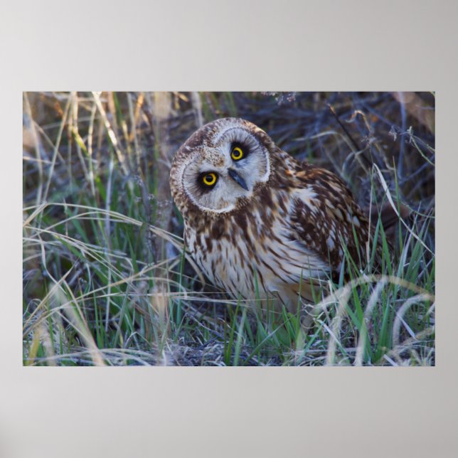 Kurz-Owl Poster (Vorne)