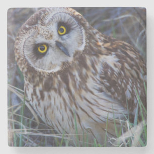 Kurz-Owl Steinuntersetzer