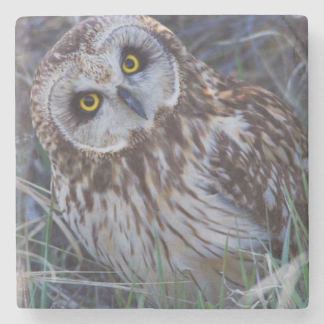 Kurz-Owl Steinuntersetzer (Vorderseite)