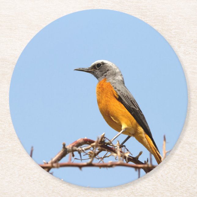 Kurz-Toed Rock-Thrush Runder Pappuntersetzer (Vorderseite)