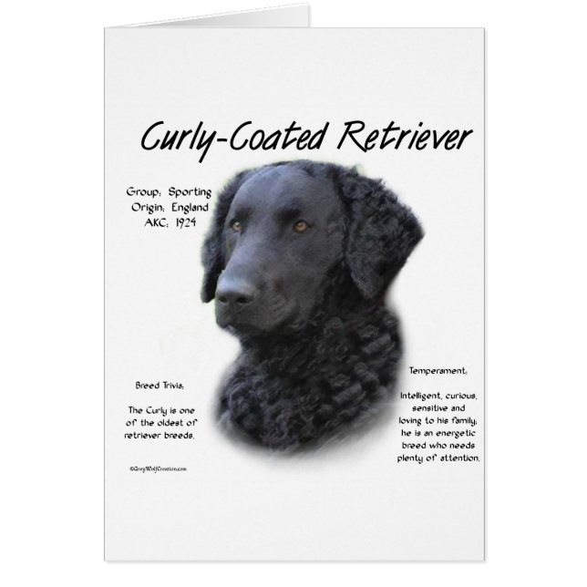 Kurz überzogenes Retriever History Design (Vorne)