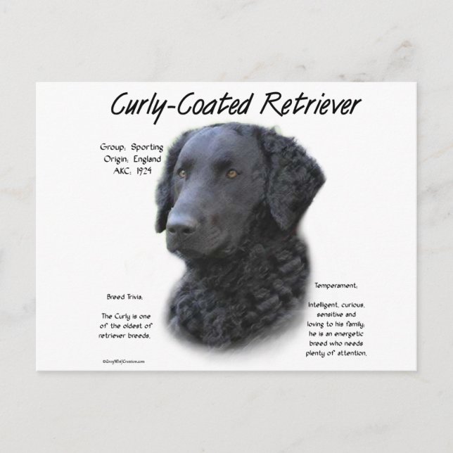 Kurz überzogenes Retriever History Design Postkarte (Vorderseite)