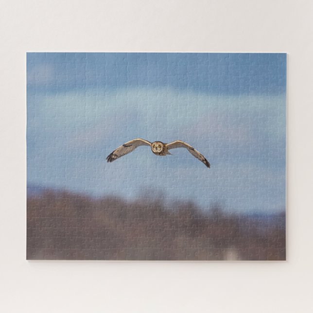 Kurze Eule im Flug (Horizontal)