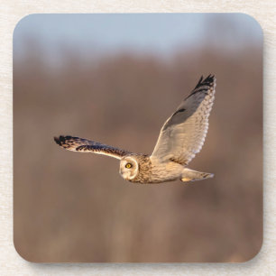 Kurze Eule im Flug Untersetzer