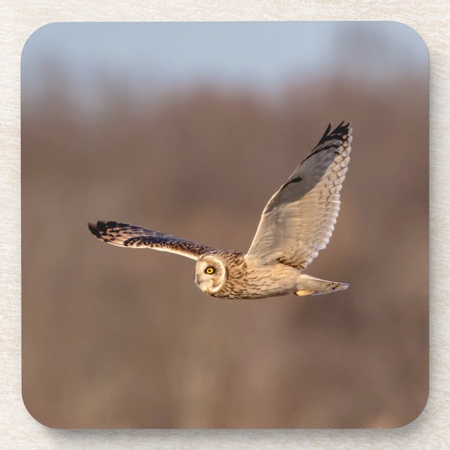 Kurze Eule im Flug Untersetzer (Vorderseite)