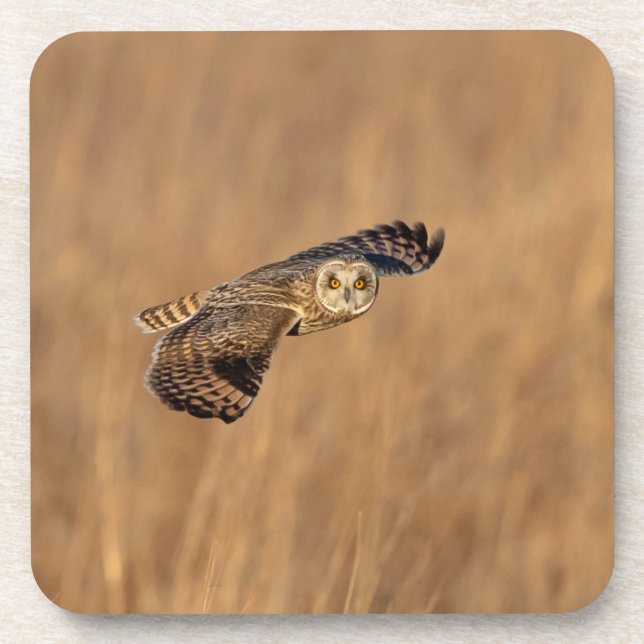 Kurze Eule im Grasland Getränkeuntersetzer (Vorderseite)