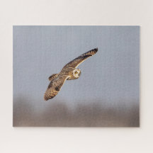 Kurze Eule im Shawangunk-Grasland