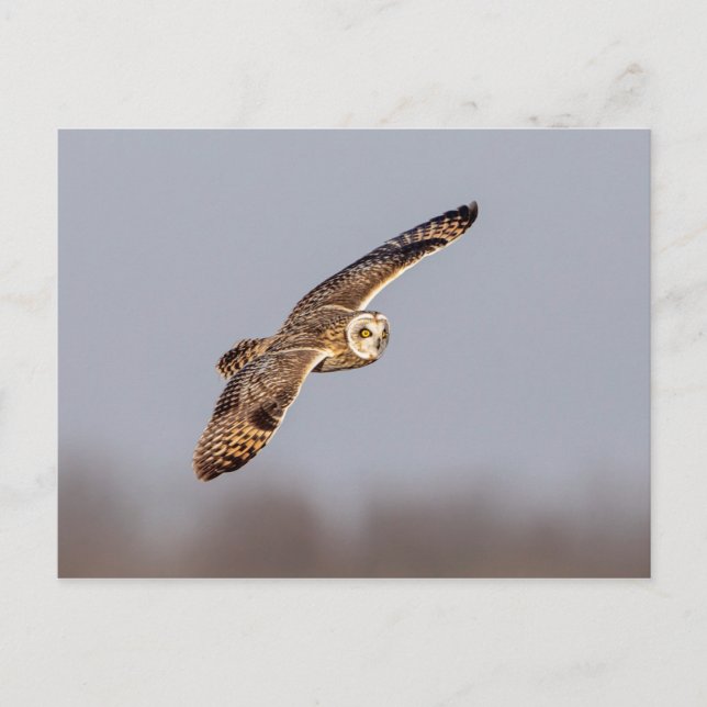 Kurze Eule im Shawangunk-Grasland Postkarte (Vorderseite)