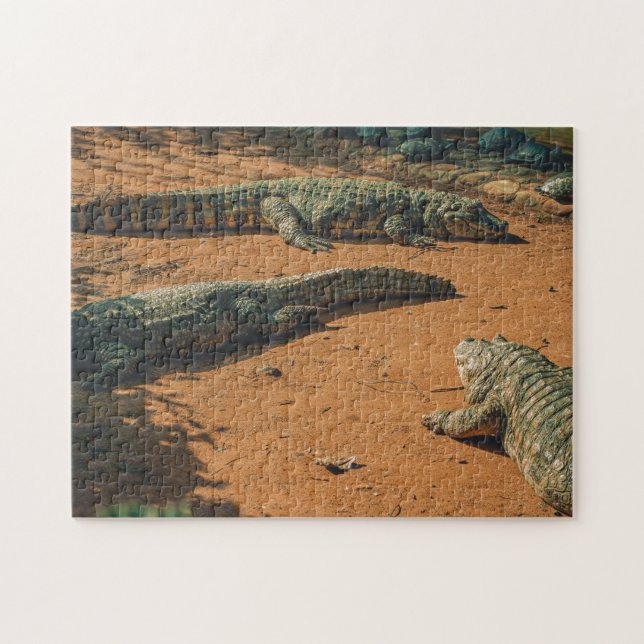 Kurze Nasen-Krokodile Sonnenbaden in der Nähe von  (Horizontal)