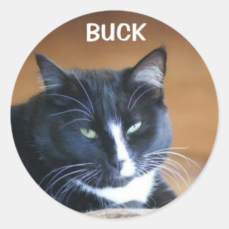 KÜRZEN SIE DEN WONDERCAT-STICKER. RUNDER AUFKLEBER