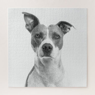Kurzer Hufhund in Graustufen (schwarz und weiß)