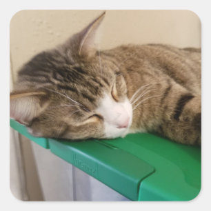 Kurzer Stapel der Katzenkleber Quadratischer Aufkleber