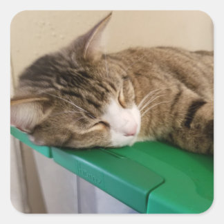 Kurzer Stapel der Katzenkleber Quadratischer Aufkleber