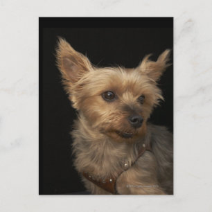 Kurzer Yorkie-Hund, der rechts sucht Postkarte