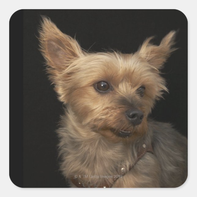 Kurzer Yorkie-Hund, der rechts sucht Quadratischer Aufkleber (Vorderseite)
