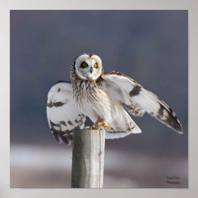 Kurzes Owl 2 Poster (Vorne)