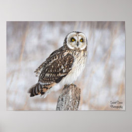 Kurzes Owl Poster