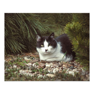 Kurzfristige Katze - Foto