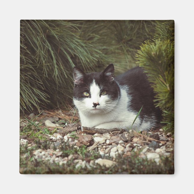 Kurzfristige Katze - Magnet (Vorne)