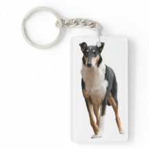 Kurzhaar Collie