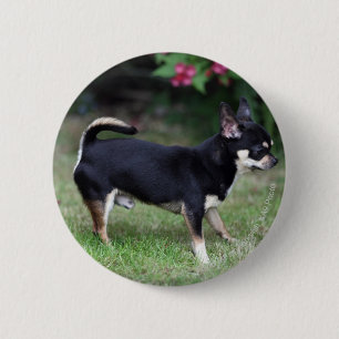 Kurzhaariger Chihuahua stehend Button
